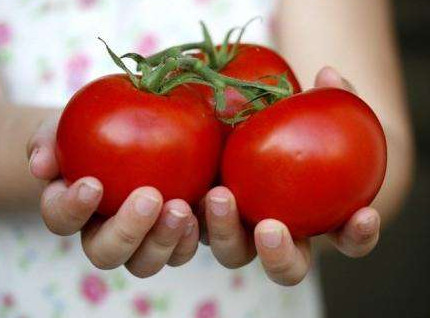 Увеличиваем количество урожая помидор с помощью нехитрых правил - «Сад и огород»