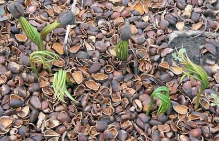 Выращивание кедра из орешка в домашних условиях - «Дом и быт»
