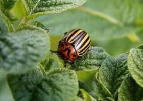 Как избавиться от колорадского жука без химии - «Сад и огород»