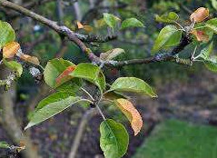 Почему желтеют листья на яблоне? Основные причины и лечение - «Сад и огород»