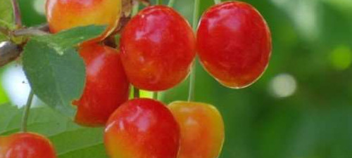 Секреты выращивания вкусной черешни - «Сад и огород»