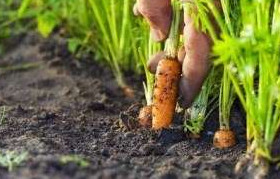 Когда сажать морковь в открытый грунт? - «Сад и огород»