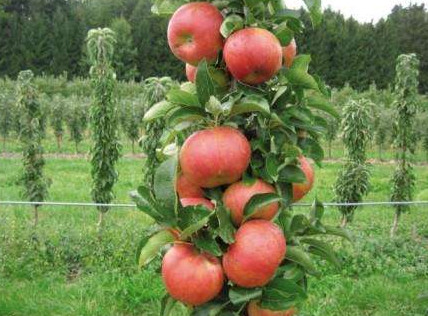 Колоновидная яблоня: посадка и уход - «Сад и огород»
