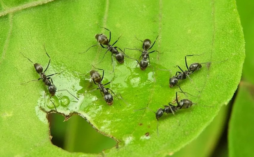Как избавиться от муравьев и тли в огороде?! - «Дом и быт»