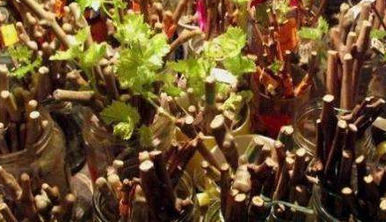 Выращивание винограда из черенков в домашних условиях - «Сад и огород»