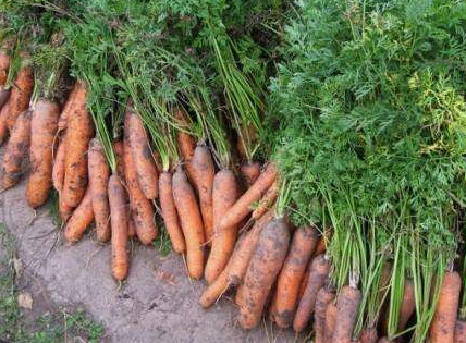 Когда и как правильно убирать урожай моркови - «Сад и огород»