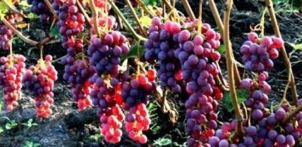 Морозостойкий сорт винограда Амурский - «Сад и огород»