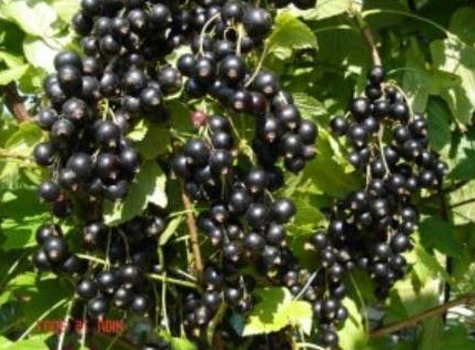 Разновидности черной смородины - «Сад и огород»
