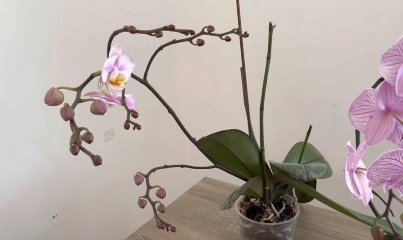 Второй горшок и регулярное опрыскивание: простые советы для обильного цветения орхидеи даже летом - «Своими руками»