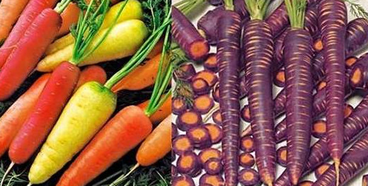 Выращивание моркови в открытом грунте - «Сад и огород»