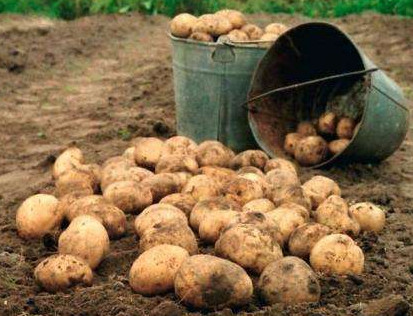 Хранение картофеля в погребе зимой - «Сад и огород»
