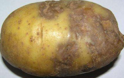 Картофель: болезни и вредители. Фото и методы борьбы - «Сад и огород»