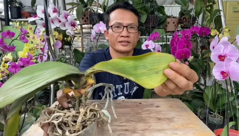 Орхидея начала погибать во время цветения? Этот простой способ спасет растение - «Своими руками»