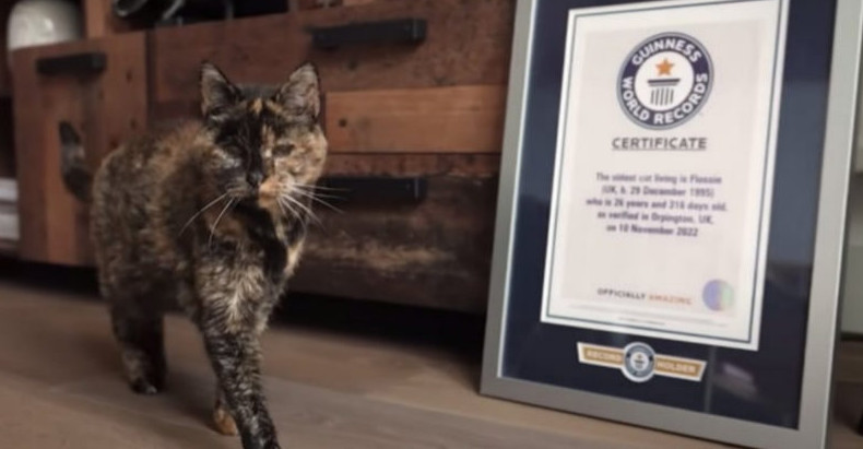Кошка-долгожитель Флосси попала в книгу рекордов Гиннеса, дожив до 26 лет и 316 дней - «Своими руками»