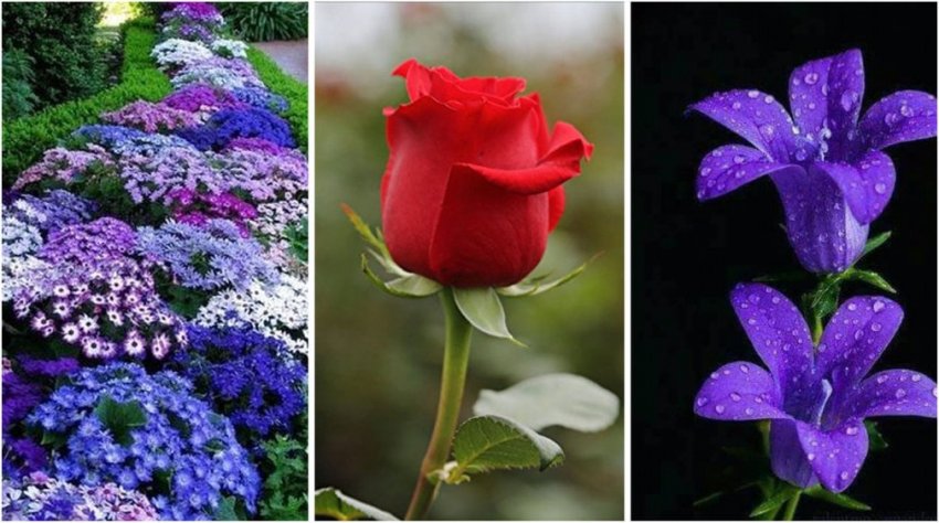 50 самых красивых цветов в мире - «Своими руками»