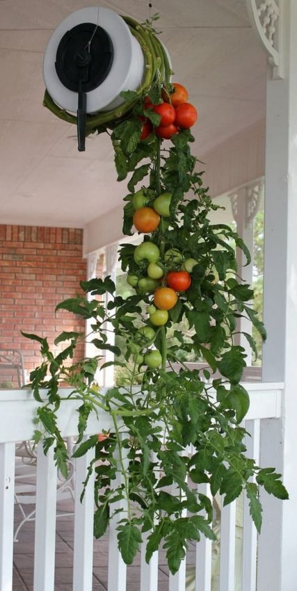 Оказывается, для выращивания помидоров не обязательно иметь грядки. Вот как можно получить богатый урожай - «Своими руками»