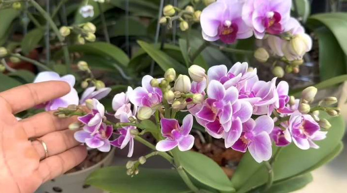 Вместо воды, 2 раза в месяц поливайте орхидеи огуречной водой, и они будут цвести, не переставая - «Своими руками»