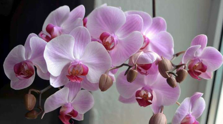 Кормлю орхидею чесноком и не нарадуюсь. Цветёт все 4 сезона - «Своими руками»