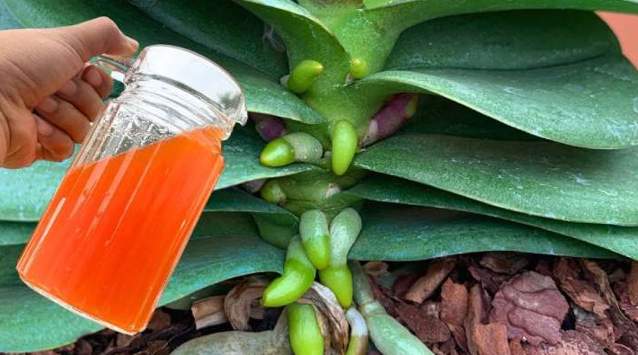 Всего 1 стакан в месяц, и орхидея будет цвести круглый год! Натуральная подкормка - «Своими руками»