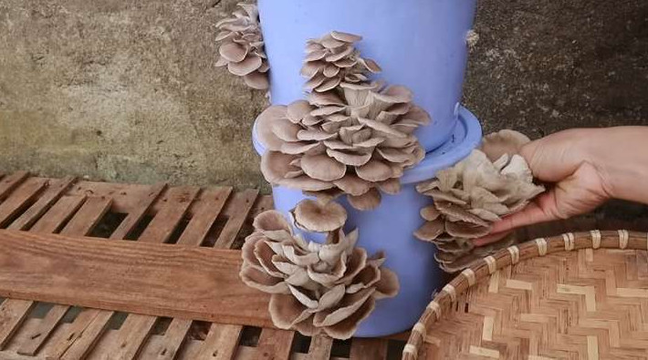 Вырастить грибы в домашних условиях с помощью ведра очень просто — это под силу каждому - «Своими руками»