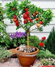 15 карликовых фруктовых деревьев, которые можно выращивать в помещении - «Своими руками»