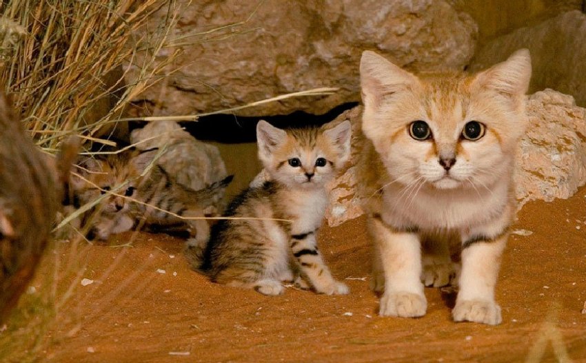 Вы и половины не знали! 21 редкий вид диких кошек чарующей красоты - «Своими руками»