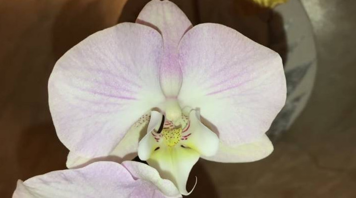 Орхидеи тут же отзываются пышным цветением на две натуральные и недорогие подкормки - «Своими руками»