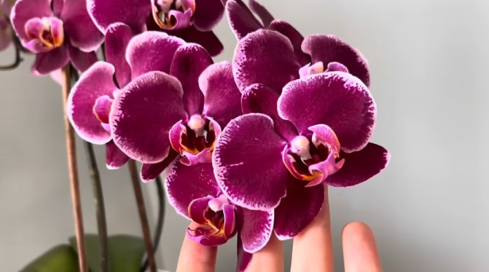 Подкормите орхидею осенью, и она порадует новыми цветоносами! Цветёт как никогда раньше - «Своими руками»