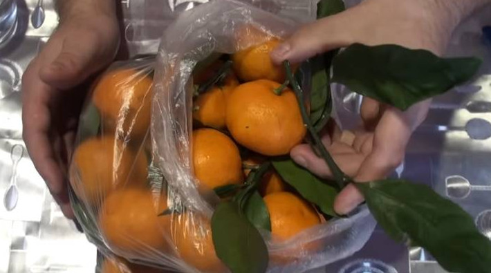 Черенки культурного мандарина: купила на рынке мандарины на ветке и вырастила свои - «Своими руками»