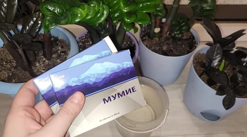 Две подкормки, которые необходимо использовать в уходе за взрослыми замиокулькасами - «Своими руками»