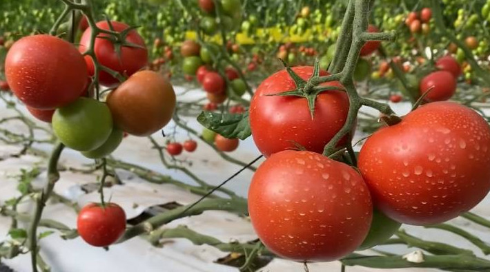 Удвойте урожай помидоров, огурцов и других овощей с помощью 1 пакетика натуральной подкормки - «Своими руками»