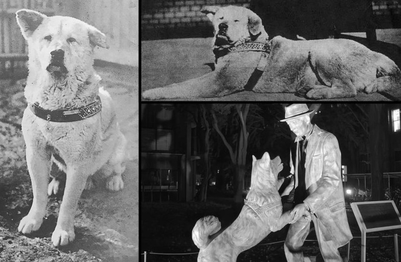 Правдивая история верного пса, который десять лет ждал своего умершего хозяина - «Своими руками»