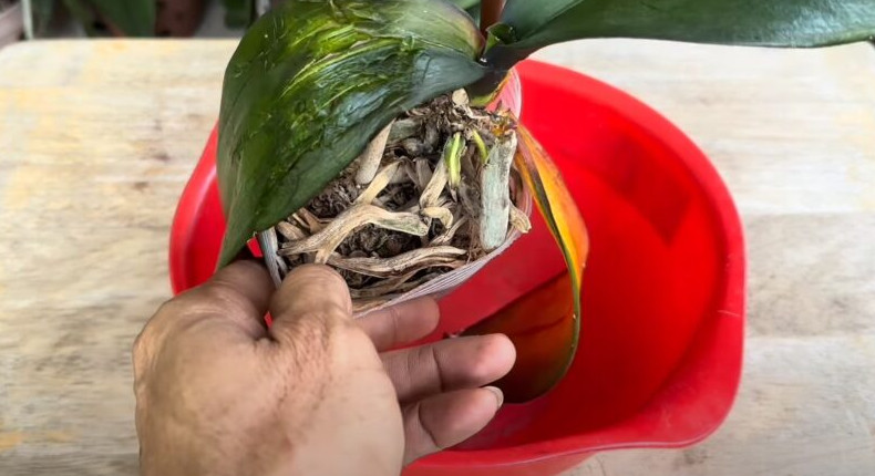 Бабушка рассказала, как можно спасти орхидею, используя только чеснок, результат потрясающий - «Своими руками»