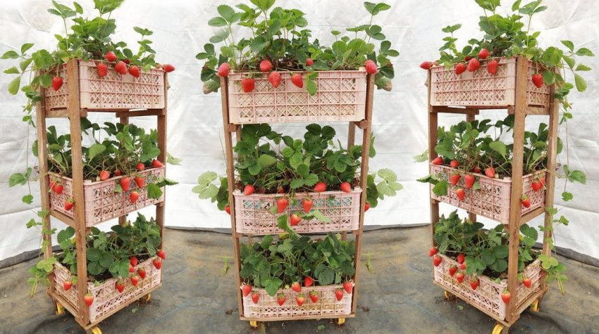 Невероятно простая и бюджетная идея выращивания клубники в пластиковых корзинах в домашних условиях - «Своими руками»