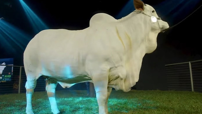 Самая дорогая корова в мире, Виатина-19, бьет рекорды, заработав 4 миллиона долларов - «Своими руками»