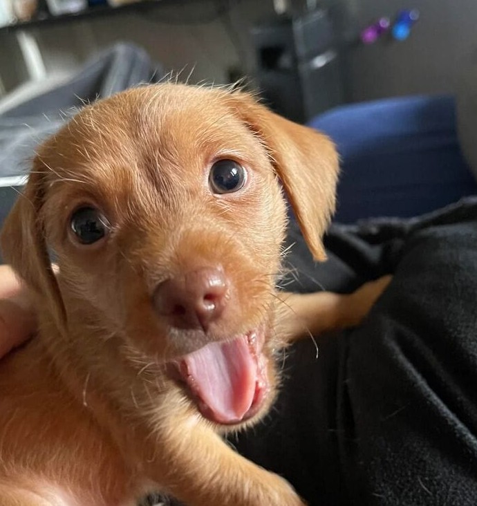 15+ фотографий животных, которые смягчат даже самые черствые сердца - «Своими руками»