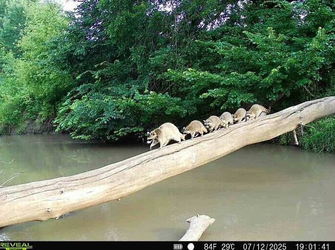16 камер-ловушек запечатлели забавные и умилительные снимки животных - «Своими руками»