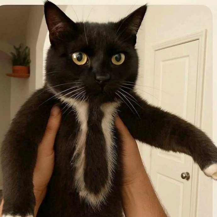 17 котят с мощной аурой, благодаря которым у вас будет хорошее настроение - «Своими руками»