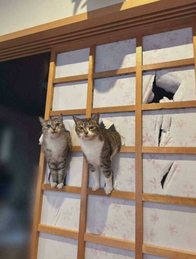 Мяуфия без масок: 15 фото улик против “невинных” кошек - «Своими руками»