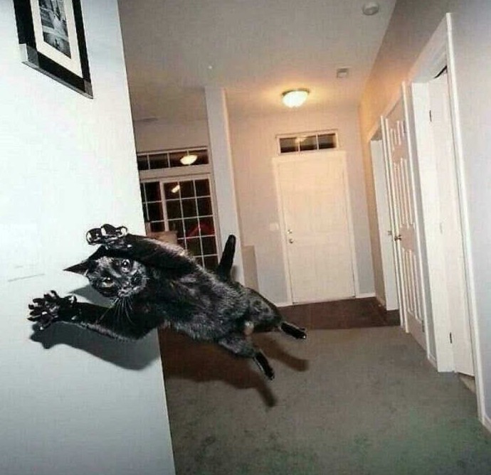 Мяуфия без масок: 15 фото улик против “невинных” кошек - «Своими руками»