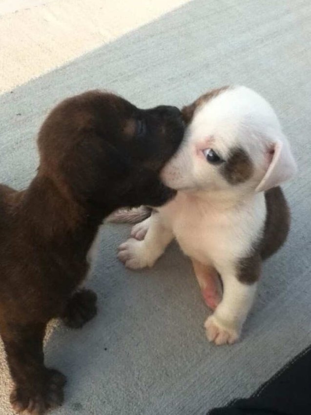 Режим «беспредел» активирован! 15+ животных, которые забыли, как быть нормальными - «Своими руками»