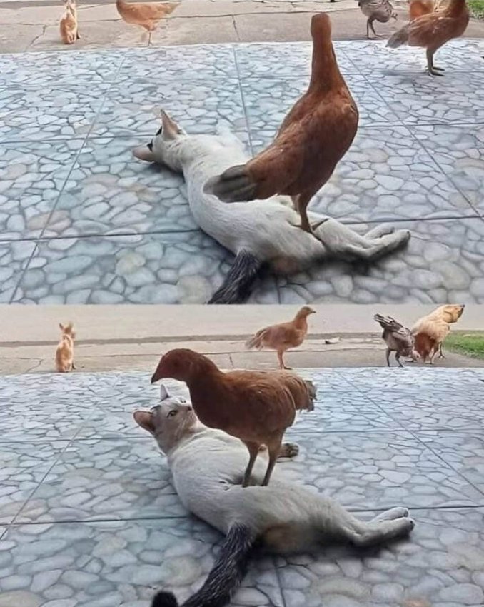 Важная наука: 16 неоспоримых доказательства того, что животные — это счастье - «Своими руками»