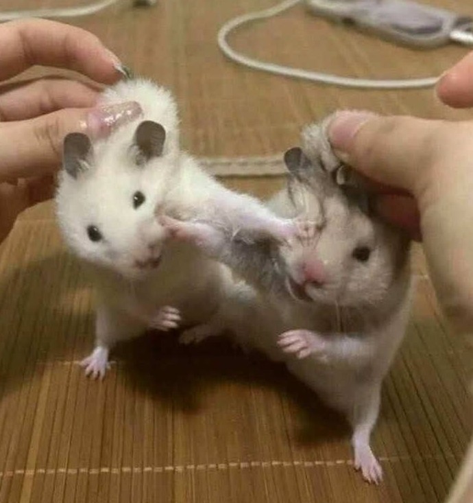 Режим «беспредел» активирован! 15+ животных, которые забыли, как быть нормальными - «Своими руками»